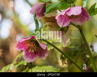 Red spotted pink flower of the hardy perennial hellebore, Helleborus x hybridus 'Harvington Single Pink Speckled' Stock Photo