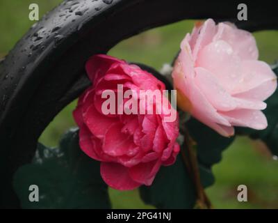 Red and pink rose in the rain Stock Photo