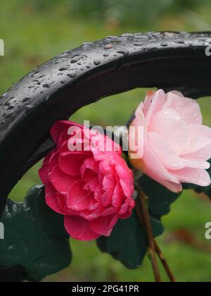 Red and pink rose in the rain Stock Photo