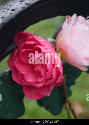 Red and pink rose in the rain Stock Photo