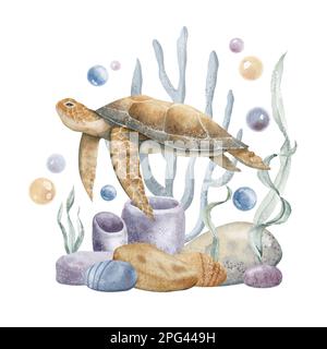 Watercolor illustration of Sea Turtle, Corals and Algae. Underwater life. Colorful hand drawn drawing on isolated background of wild undersea animal. Sketch of swimming marine tortoise for poster. Stock Photo