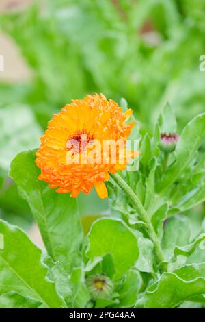Calendula officinalis Art Shades Mixed. Marigold Art Shades, large, frilled blooms range in colour from yellow and orange to apricot Stock Photo