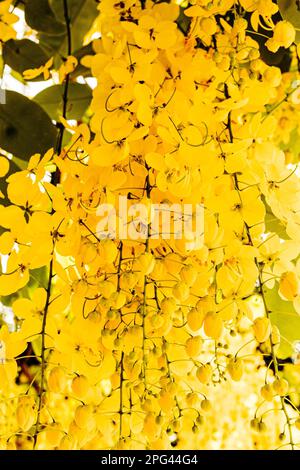 A picturesque tree with an abundance of yellow Laburnum flowers cascading from its lush foliage Stock Photo