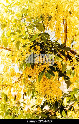 A picturesque tree with an abundance of yellow Laburnum flowers cascading from its lush foliage Stock Photo