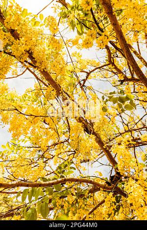 A picturesque tree with an abundance of yellow Laburnum flowers cascading from its lush foliage Stock Photo