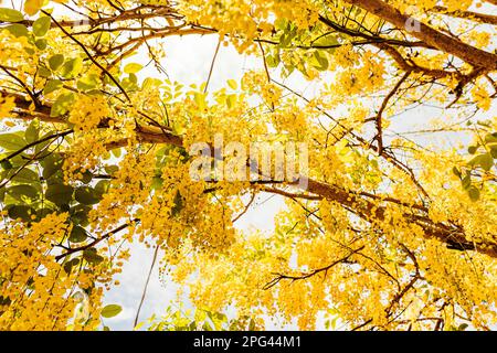 A picturesque tree with an abundance of yellow Laburnum flowers cascading from its lush foliage Stock Photo