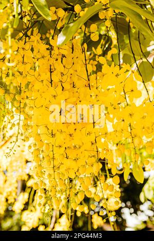 A picturesque tree with an abundance of yellow Laburnum flowers cascading from its lush foliage Stock Photo