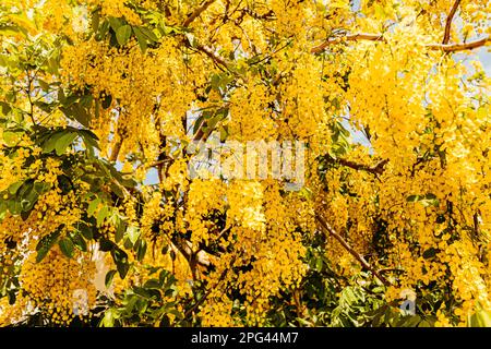 A picturesque tree with an abundance of yellow Laburnum flowers cascading from its lush foliage Stock Photo