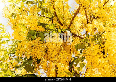 A picturesque tree with an abundance of yellow Laburnum flowers cascading from its lush foliage Stock Photo