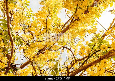 A picturesque tree with an abundance of yellow Laburnum flowers cascading from its lush foliage Stock Photo