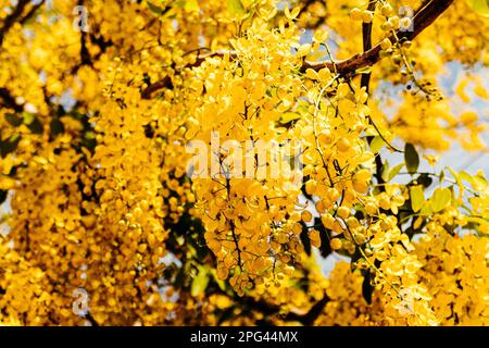 A picturesque tree with an abundance of yellow Laburnum flowers cascading from its lush foliage Stock Photo