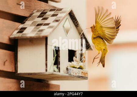 bird house aviary - a Royalty Free Stock Photo from Photocase