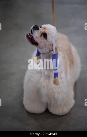 Cocker Spainel at Celtic Dog Show, York PA Stock Photo