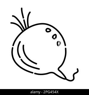 Beet black and white illustration, beetroot vector line icon Stock Vector