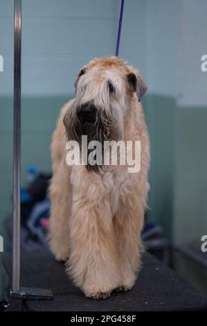 Soft Coated Wheaten Terrier Dogs at Celtic Dog Show, York PA Stock Photo