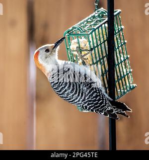 Red-bellied woodpecker eating from a backyard suet feeder on a winter day in Taylors Falls, Minnesota USA. Stock Photo
