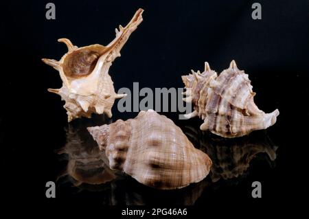 Mediterranean murex (Thais haemastoma, Bolinus brandaris, Phyllonotus trunculus). From these molluscs, Phoenicians and Romans extracted purple, Stock Photo