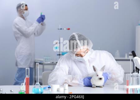 Scientist working with rabbit in chemical laboratory. Animal testing ...