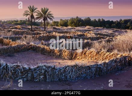 Sunrise over dune landscape on the edge of the Drâa Valley near the town of Zangora. Stock Photo