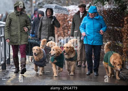 NEC, Birmingham, UK. 9th March 2023. Braving the snow, canines of all shapes and sizes begin to arrive with their owners at the NEC, Birmingham. Stock Photo