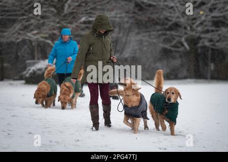 NEC, Birmingham, UK. 9th March 2023. Braving the snow, canines of all shapes and sizes begin to arrive with their owners at the NEC, Birmingham. Stock Photo