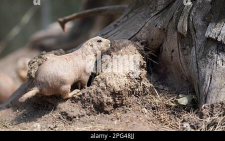 Black-tailed prairie dog (Cynomys ludovicianus) near dry tree stump Stock Photo