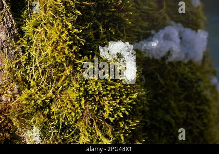 Sun shines on fine green moss growing in forest on tree - melting snow near, closeup macro detail Stock Photo