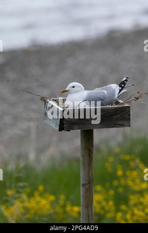 Sturmmöwe, brütend, Gelege, Nest in einer Kiste, die als Bruthilfe aufgestellt wurde, Sturm-Möwe, Möwe, Sturmmöve, Sturm-Möve, Möwen, Larus canus, mew Stock Photo