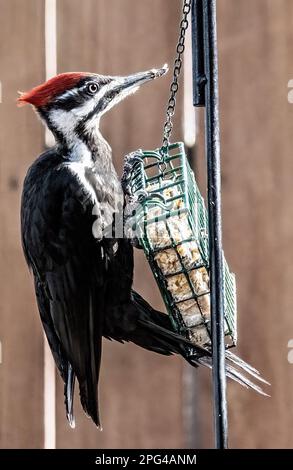 Female pileated woodpecker eating from a backyard suet feeder on a spring day in Taylors Falls, Minnesota USA. Female lacks the red cheek stripe. Stock Photo