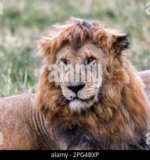 Adult male lion, panthera leo, sits out the rain in the Masai Mara, Kenya. Heavy downpours are often a time to hunt, as the noise makes it easier for