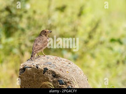 A Rufus tailed lark resting on a mile post near a dam on the outskirts of Bhuj, Gujarat in an area called Greater rann of Kutch Stock Photo