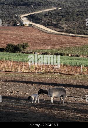 Dorper sheep with her lamb. Autumn fields stretch out to the gravel road leading to Dysseldorp on Leeublad Farm in the Klein Karoo. Stock Photo