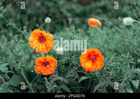 A poppy is a flowering plant in the subfamily Papaveroideae of the family Papaveraceae. Poppies are herbaceous annual, biennial or short-lived Stock Photo