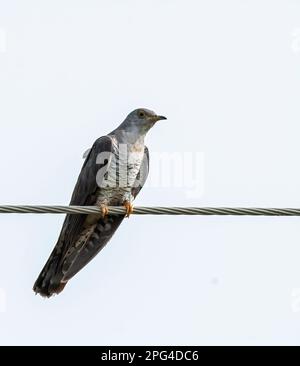 An Eurasian cuckoo sitting on a electrical wire in the outskirts of Bhuj in an area known as Greater Rann of Kutch Stock Photo