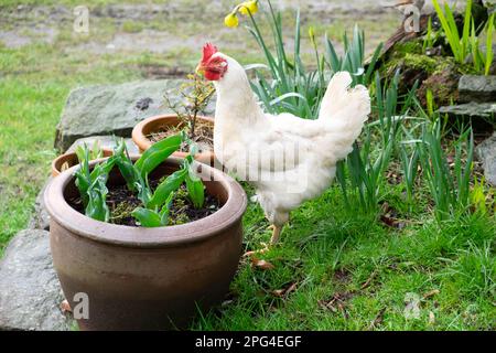 White hen free range chicken standing in rural spring country garden with tulips in large pot and daffodils March 2023 Wales UK KATHY DEWITT Stock Photo