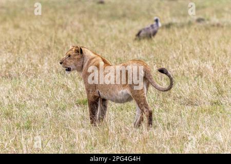 Lioness, panthera leo, in the long grass of the Masai Mara, Kenya. The adult female lion is in side profile and a vulture can be seen in soft focus in Stock Photo