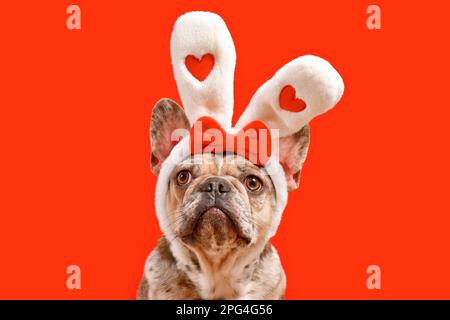 Cute French Bulldog dog wearing Easter bunny ear headband with hearts on red background Stock Photo