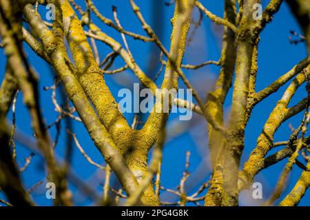Lichens on a tree Stock Photo
