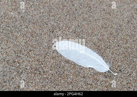 Close-up of single white bird feather, lost in the sand on sandy beach along the North Sea coast Stock Photo