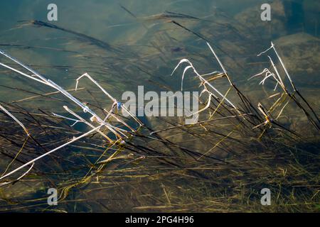 Flooded grass, Weser river, Wesertal, Weserbergland; Germany Stock Photo