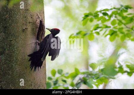 Black woodpecker (Dryocopus martius) male landing at nest hole in beech tree in forest in spring Stock Photo