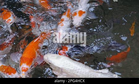Colorful water pattern formed by group of Koi carps swimming in pool. Fancy carp fishtop view abstract image Stock Photo
