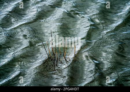 Flooded grass, waves on the Weser river with sun reflexes, Wesertal, Weserbergland; Germany Stock Photo