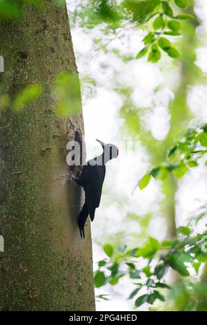 Black woodpecker (Dryocopus martius) female at nest hole in beech tree in forest in spring Stock Photo