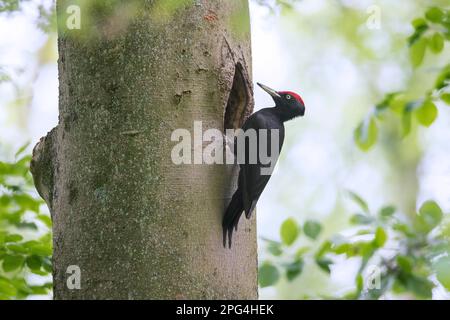 Black woodpecker (Dryocopus martius) male at nest hole in beech tree in forest in spring Stock Photo