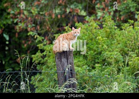 Domestic cat sitting ouside on wooden post of garden fence Stock Photo ...