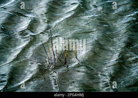 Flooded grass, waves on the Weser river with sun reflexes, Wesertal, Weserbergland; Germany Stock Photo