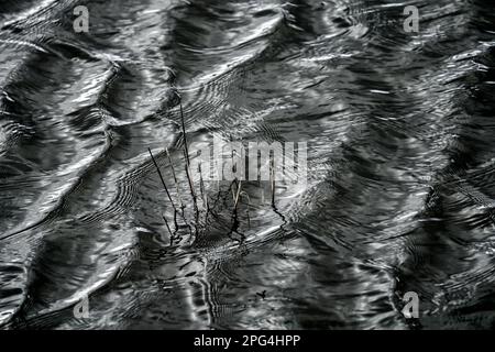 Flooded grass, waves on the Weser river with sun reflexes, Wesertal, Weserbergland; Germany Stock Photo