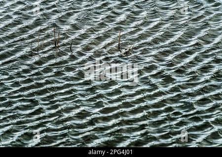 Flooded grass, waves on the Weser river with sun reflexes, Wesertal, Weserbergland; Germany Stock Photo