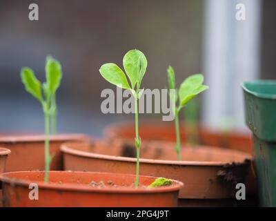 young sweet pea plants in plastic pots in the green house Stock Photo